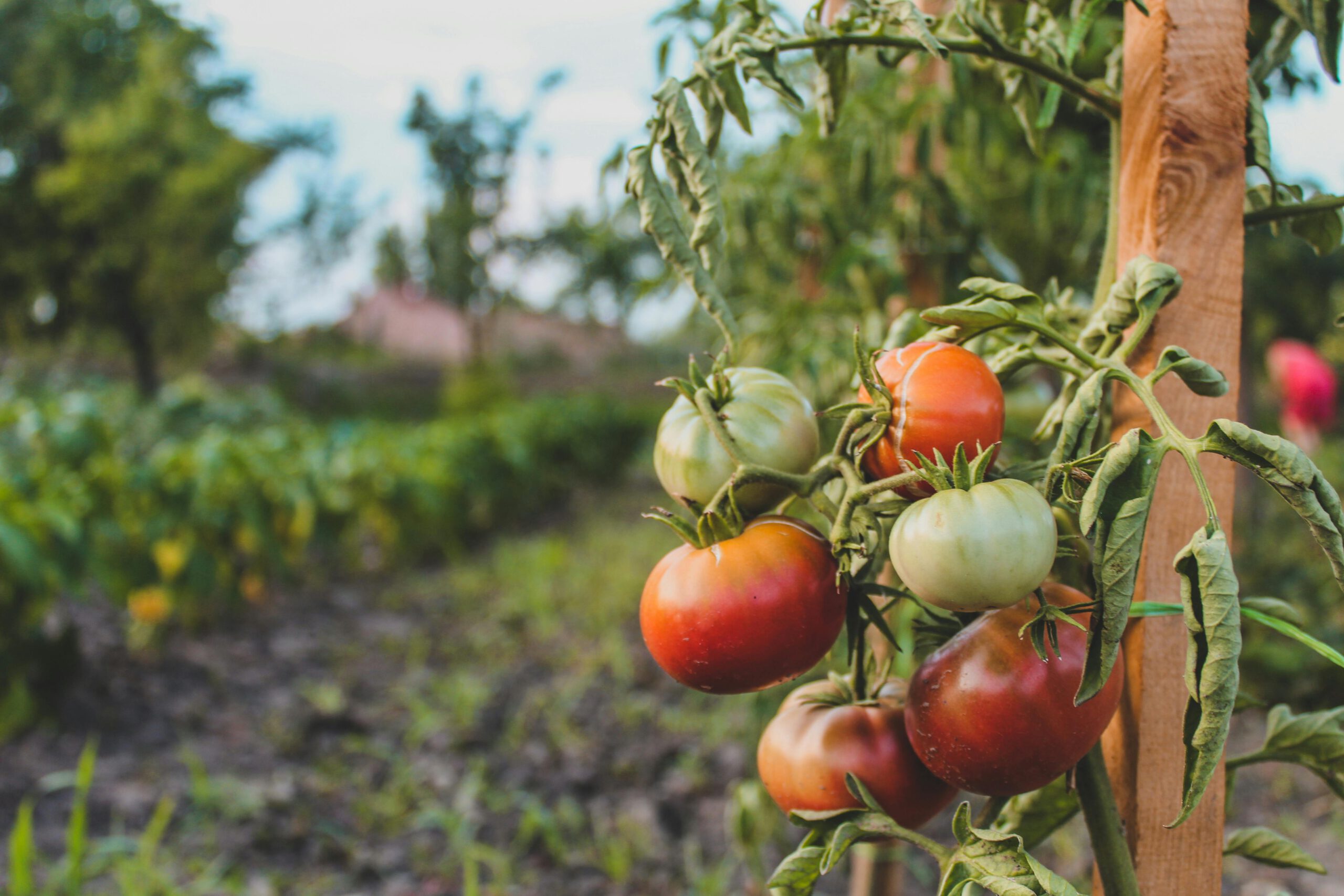 Tomaten vergen veel onderhoud in je moestuin