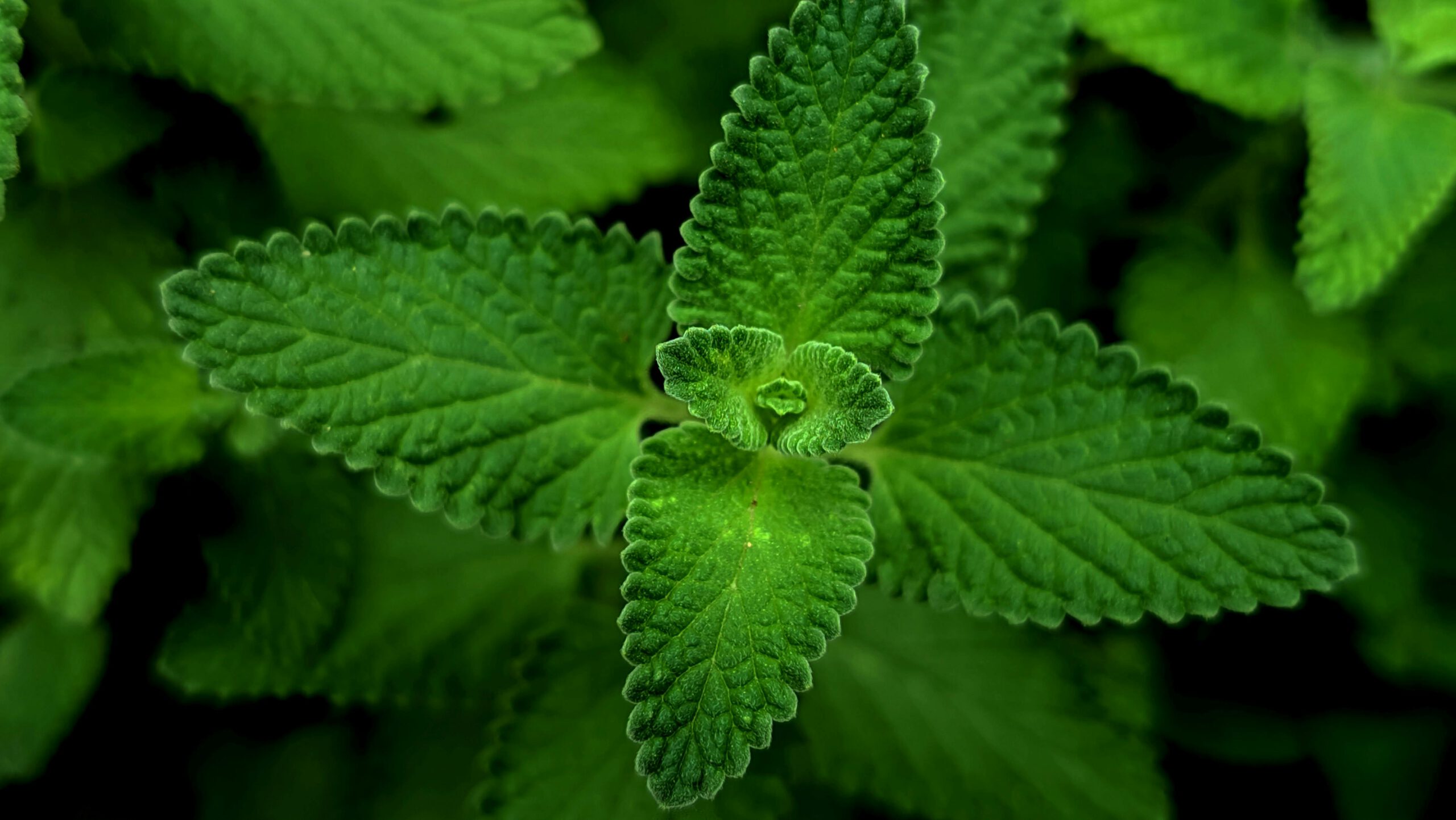 munt verzorgen in je eigen tuin