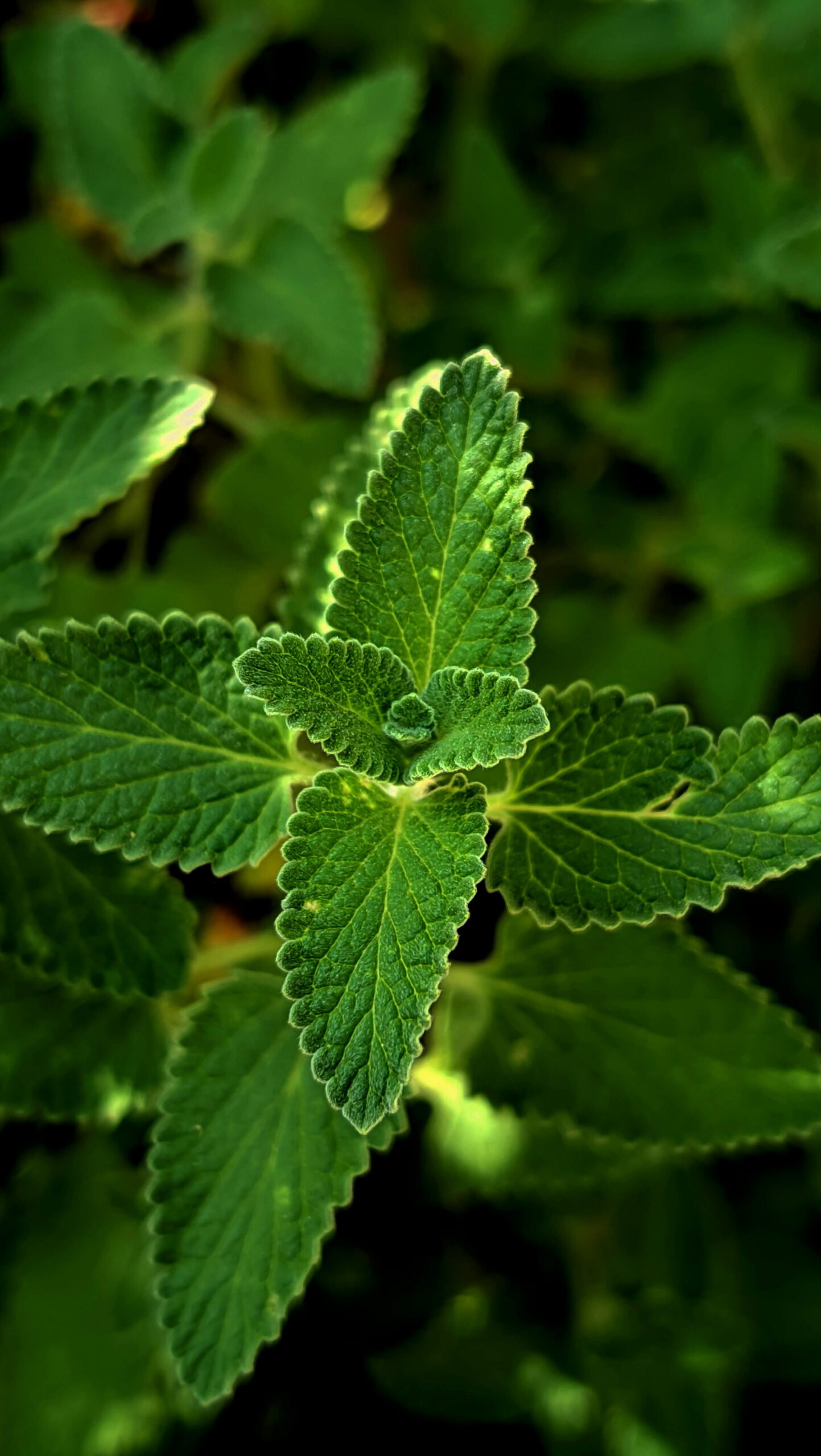 Munt groeit heel snel in je tuin