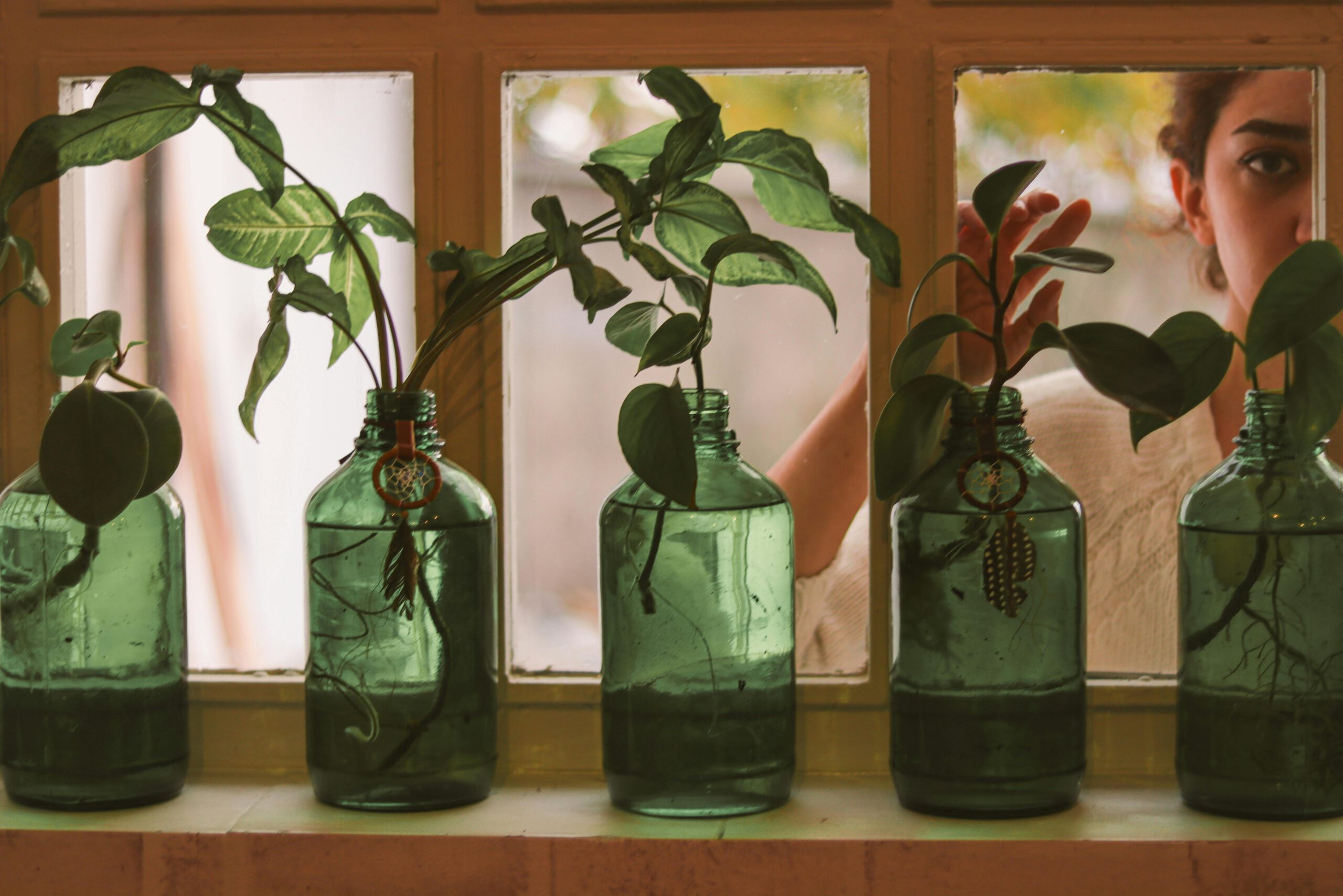 Planten stekken en op de vensterbank zetten