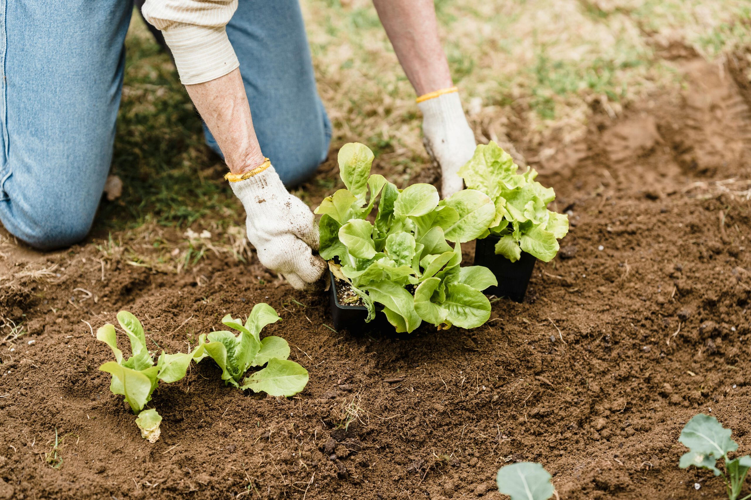 Tips voor tuinieren van het planten tot het onderhouden