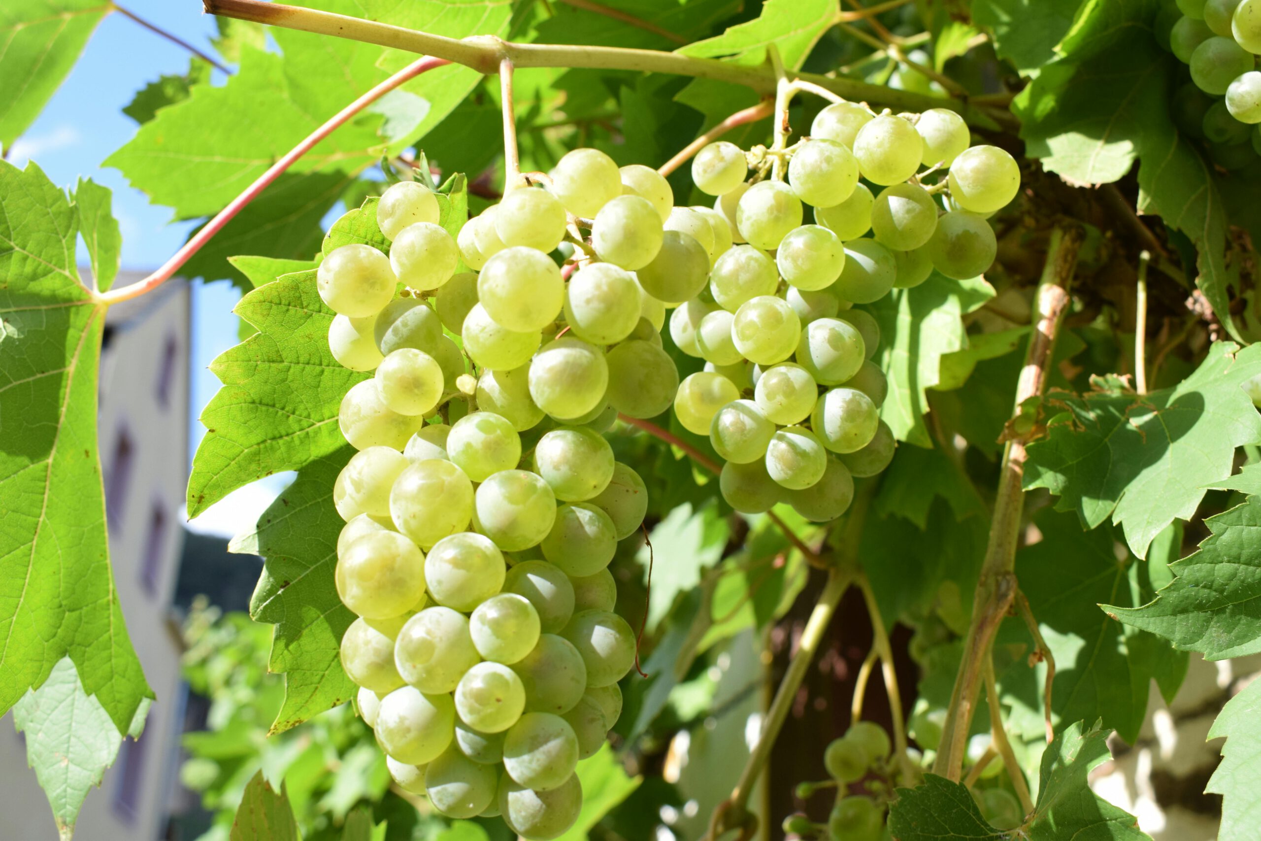 Fruit kweken in eigen tuin