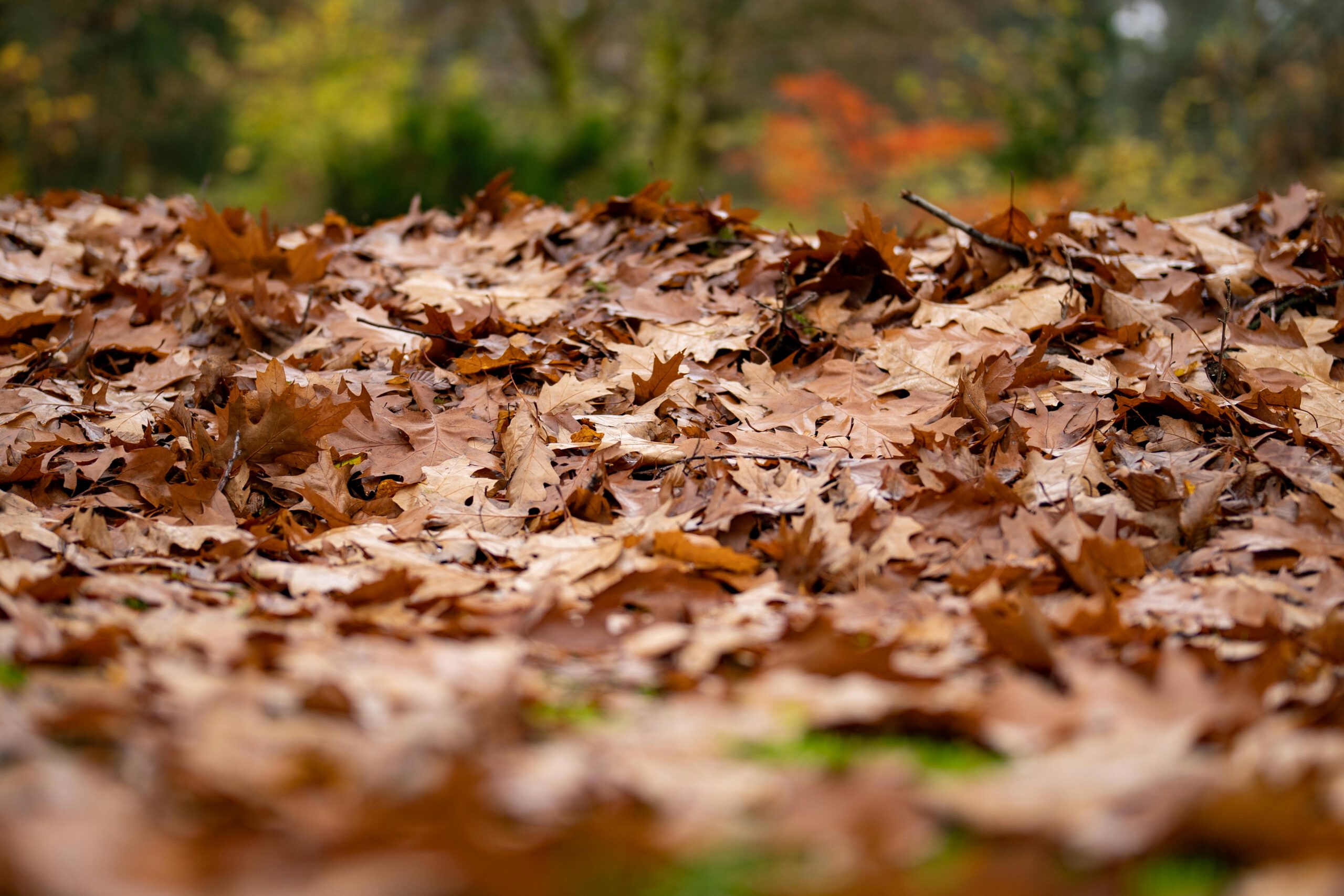 gevallen bladeren als mulch gebruiken voor de bodem
