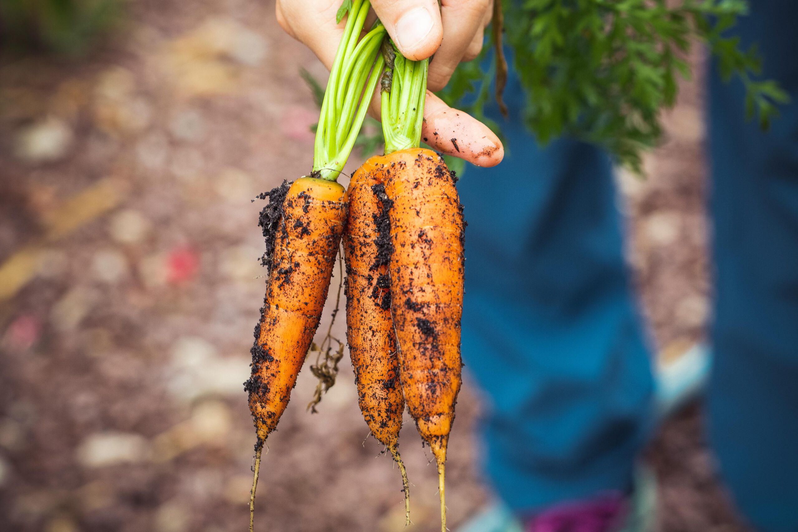 Oogst uit je eigen moestuin