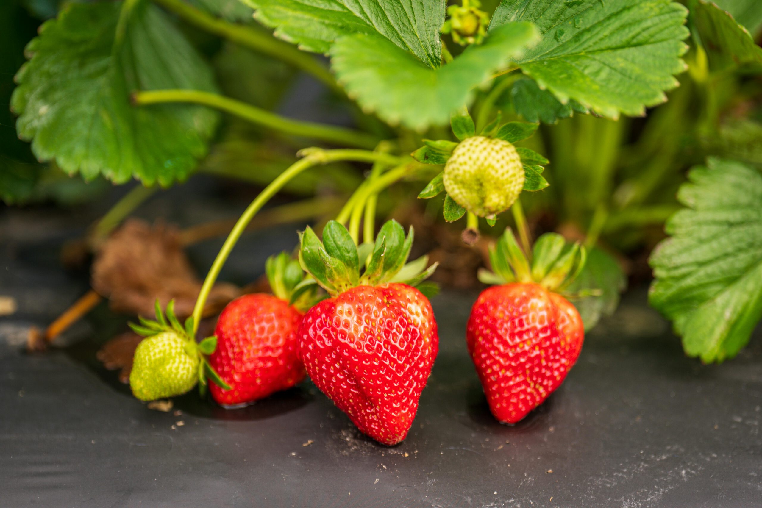 aardbeien als fruit gekweekt in eigen tuin