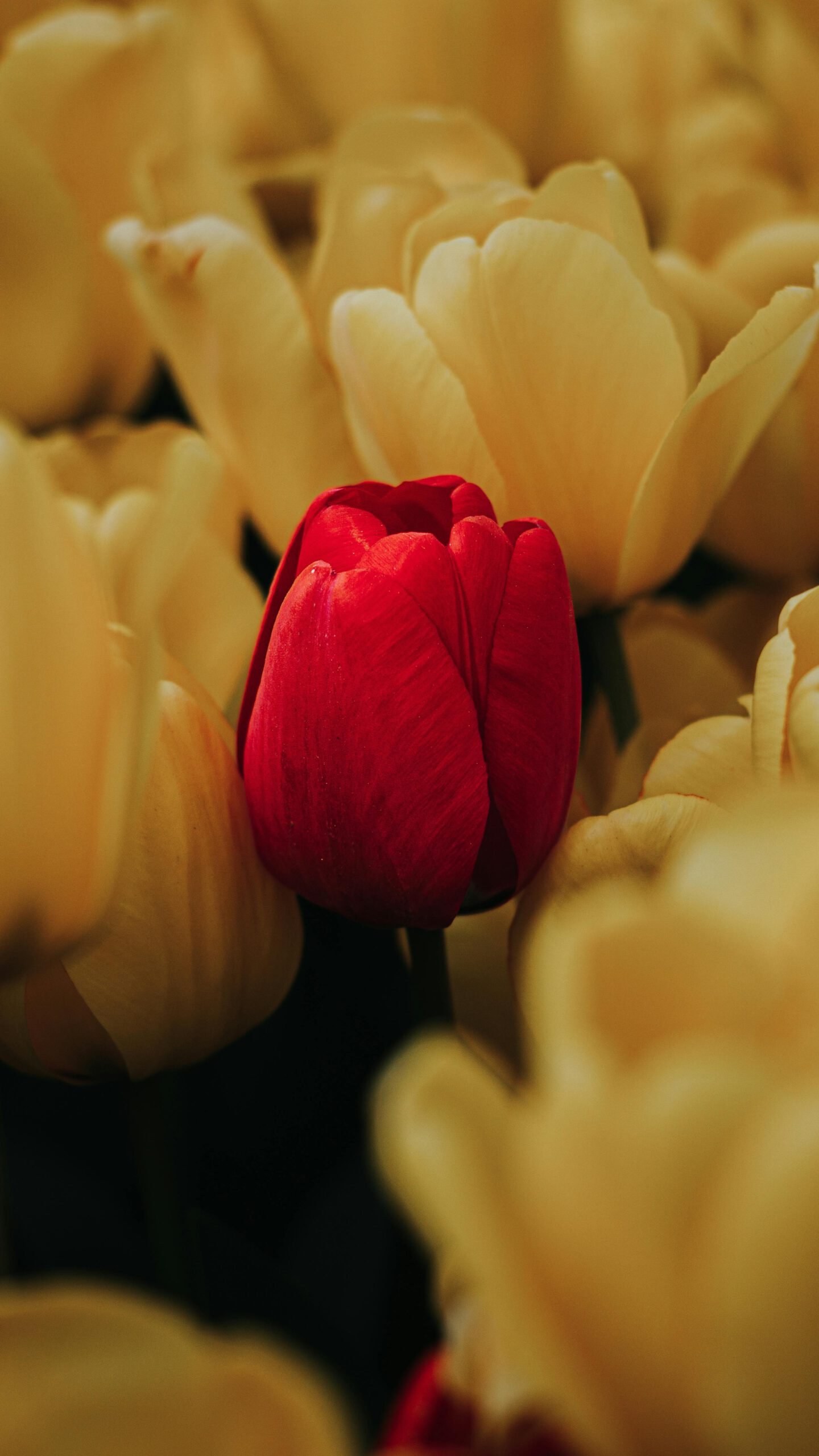 bloem die uitkomt tijden het kweken