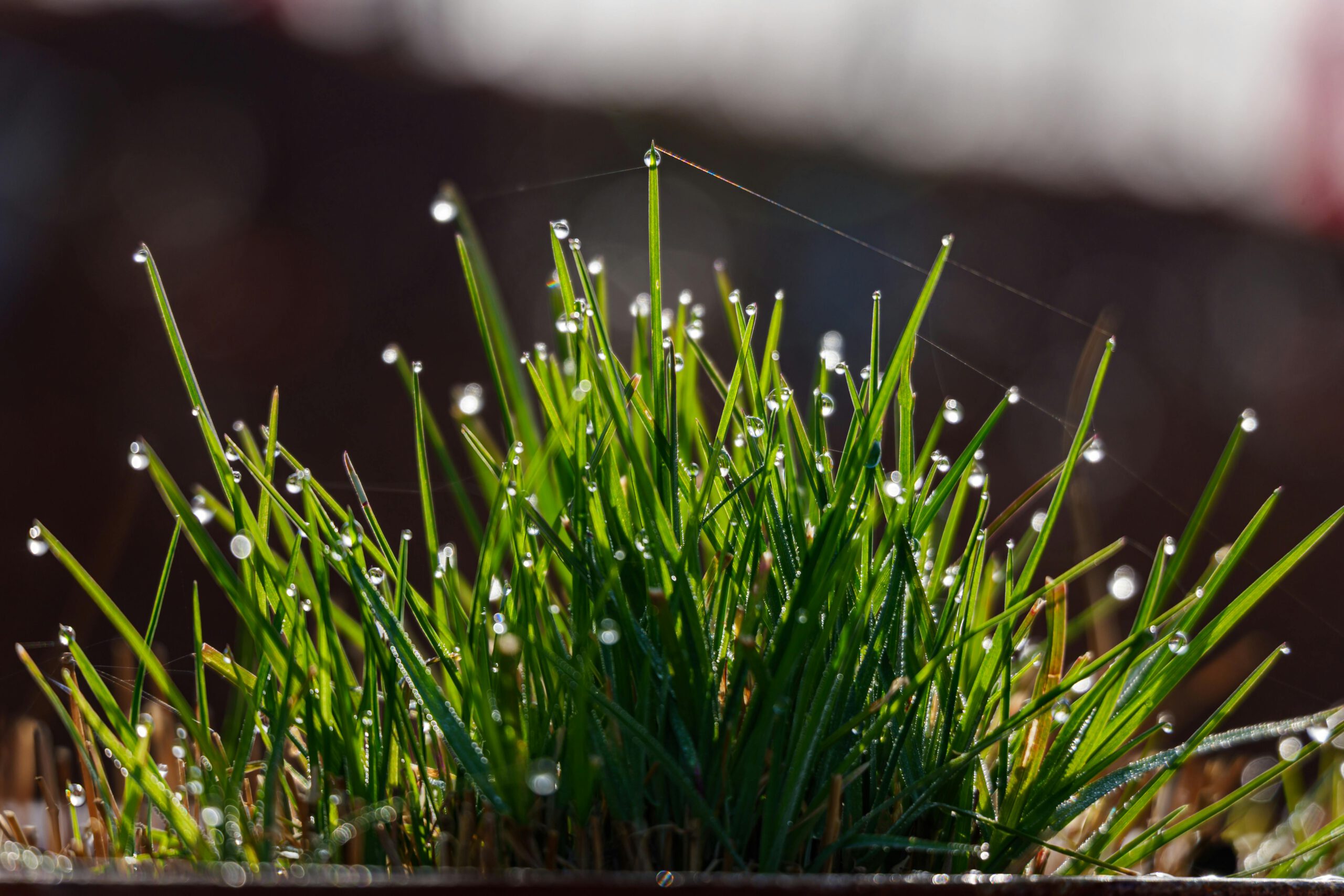Bieslook verzorgen in je eigen tuin