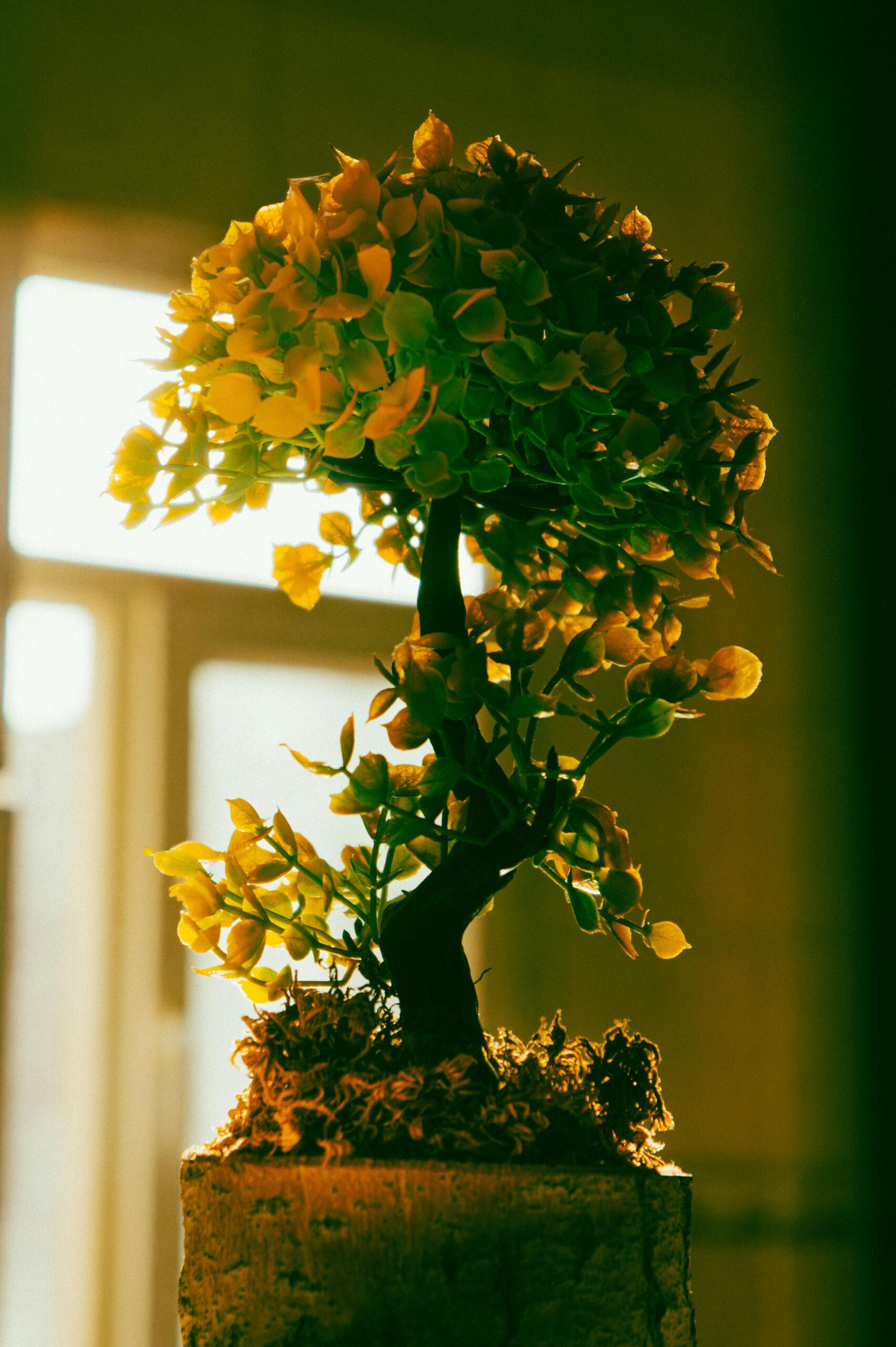 Een bonsai boom in de groei