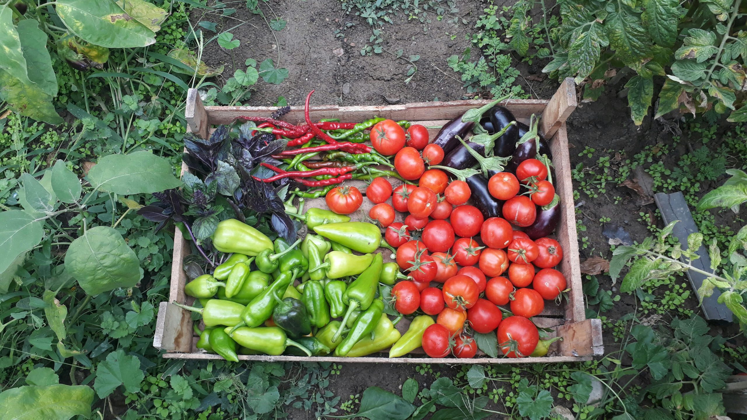 Moestuinkalender: de basis van een succesvolle oogst